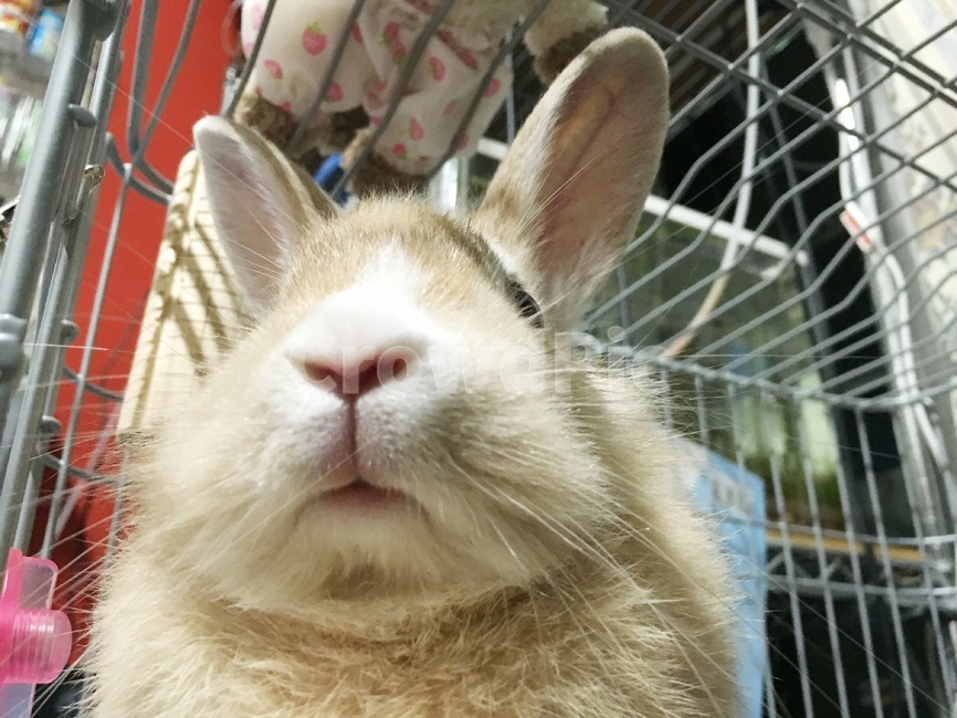 토끼입,갈색토끼,라이온헤드,rabbitface,rabbit,rabbitsjaw