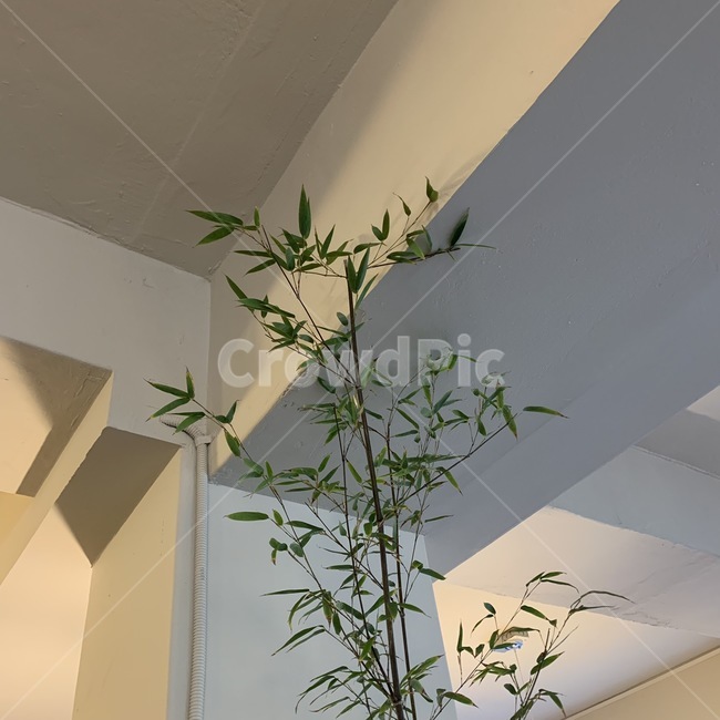 나무,인테리어,화분,카페,초록