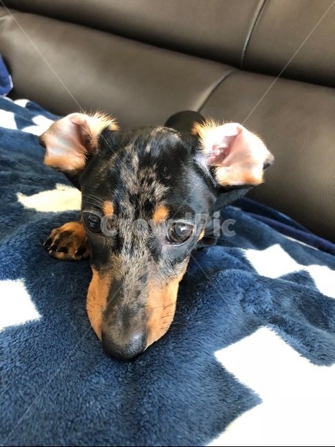 dog,puppy,닥스훈트,강아지,개,동물,animal,dachshund