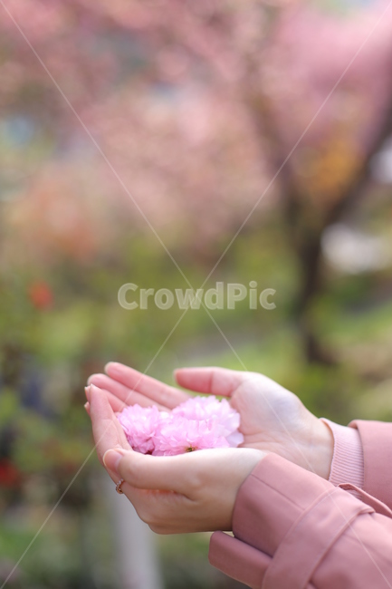 두손,손,꽃밭,가을,blossom,plant,꽃잎,petal,식물,flower,꽃,정원,garden,야외,person,사람,human,인간,인물,신체일부,신체,연출,몸,여성,색깔,색체,색상,색감,손가락,아련함,nature,body,woman,female,colorsense,식물,자연,plants,nature,꽃,flower