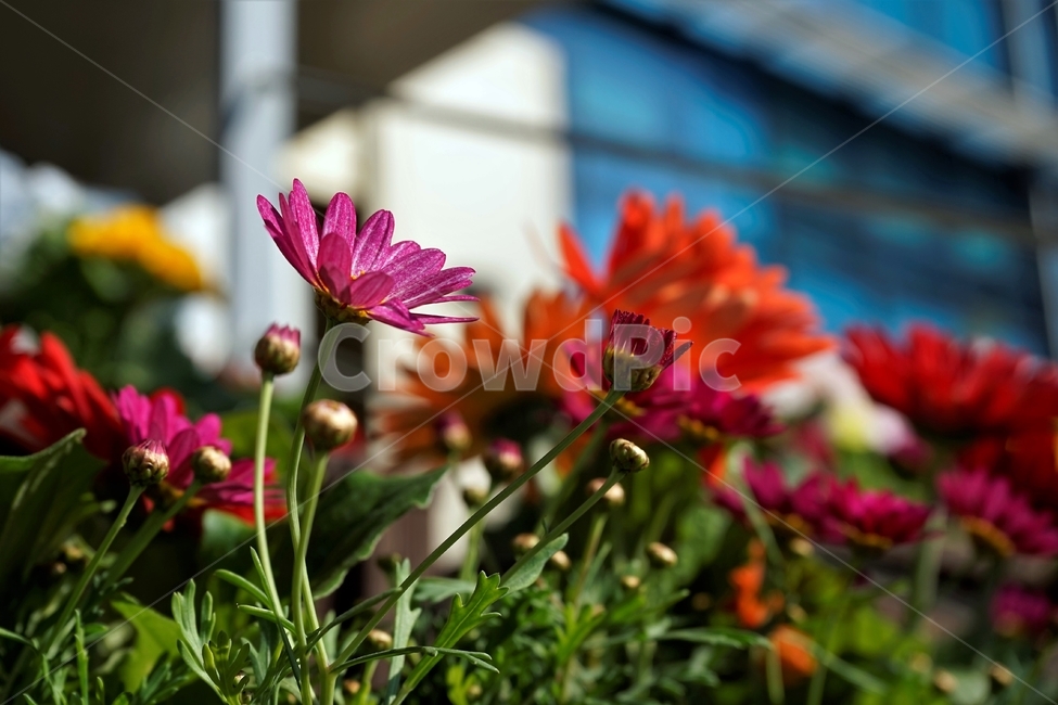 봄,정원,가드닝,원예,원예식물,화려,식물,꽃,garden,scent,healing,bloom,colorful,floral,flower,gardenflowers,happymind,life,nature,plant,spring