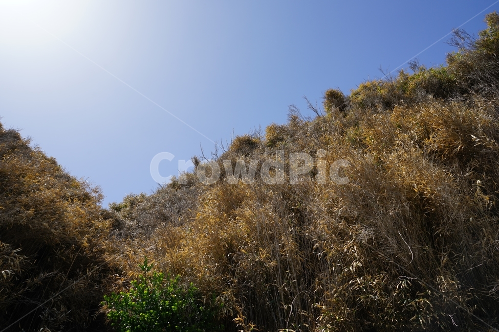 대나무,마른대나무,봄,태양빛,파란하늘,자연,식물,bamboo,spring,nature,sunlight,bluesky,자연,풍경,nature,landscape