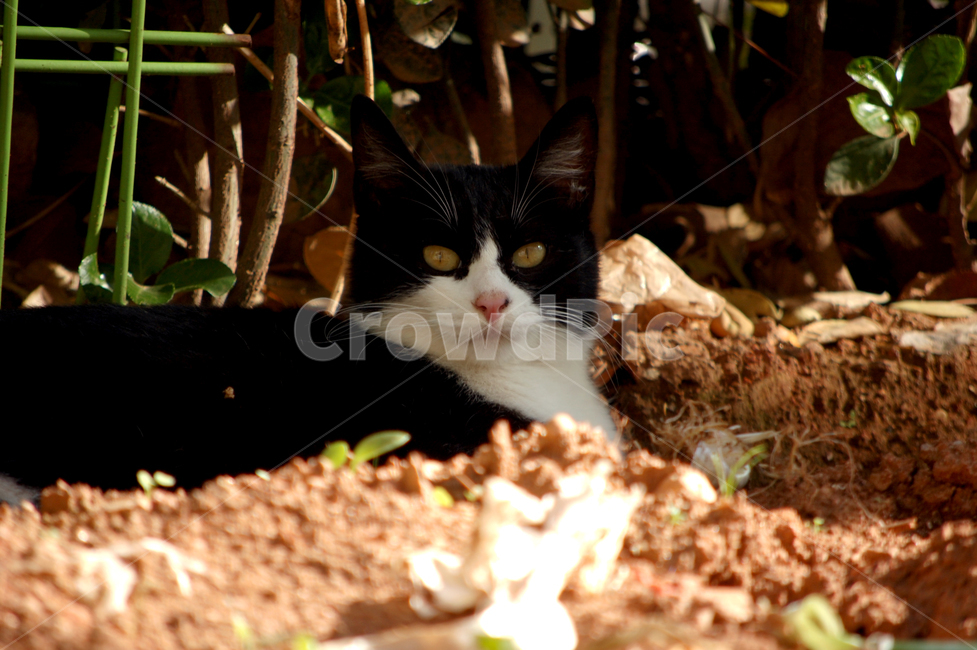 고양이,햇살,마당,턱시도,길냥이,동물,animal,포유류,mammal,고양이,cat,kitten,kitty