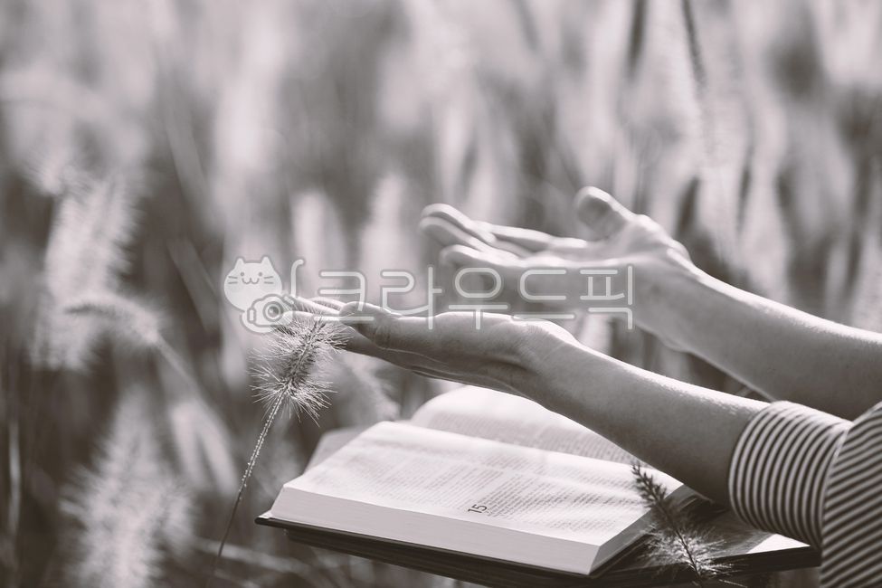 성경책,가을,갈대,크리스찬,기도,여성,성경,휴식,평온,묵상,편안한,보리,공원,종교,기독교,읽다,양손,싱그러운,햇살,들판,목초지,신앙,믿음,은혜,예배,밝은,평안,추수감사절,배경,자연,사람,기도하는,책,거룩한,희망,소망,손을들다,cross,jesus,holybible,손가락,hand,손,finger,독서,신체부위,reading