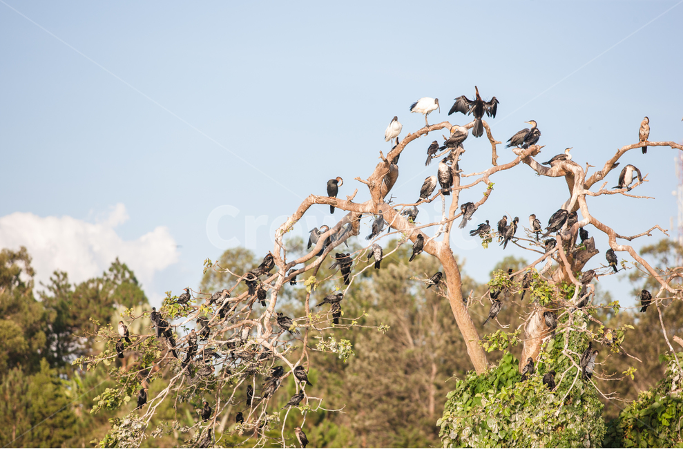 아프리카,우간다,나무,새,사파리,식물,자연,plants,nature,나무,trees,wood,동물,animal,조류,새,birds