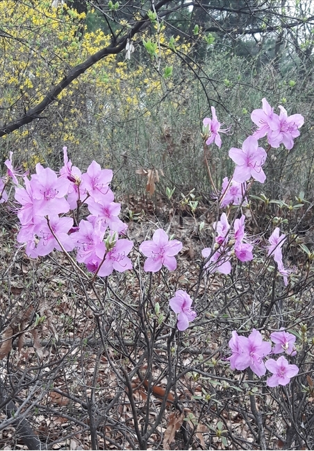 진달래,진달래꽃,분홍꽃,봄꽃,야생화