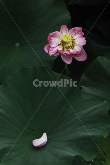 연꽃,꽃,연잎,물방울,꽃잎,식물,자연,plants,nature,꽃,flower