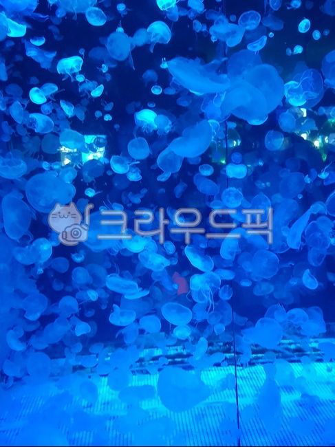 물,물고기,파란색,동그라미,수정관