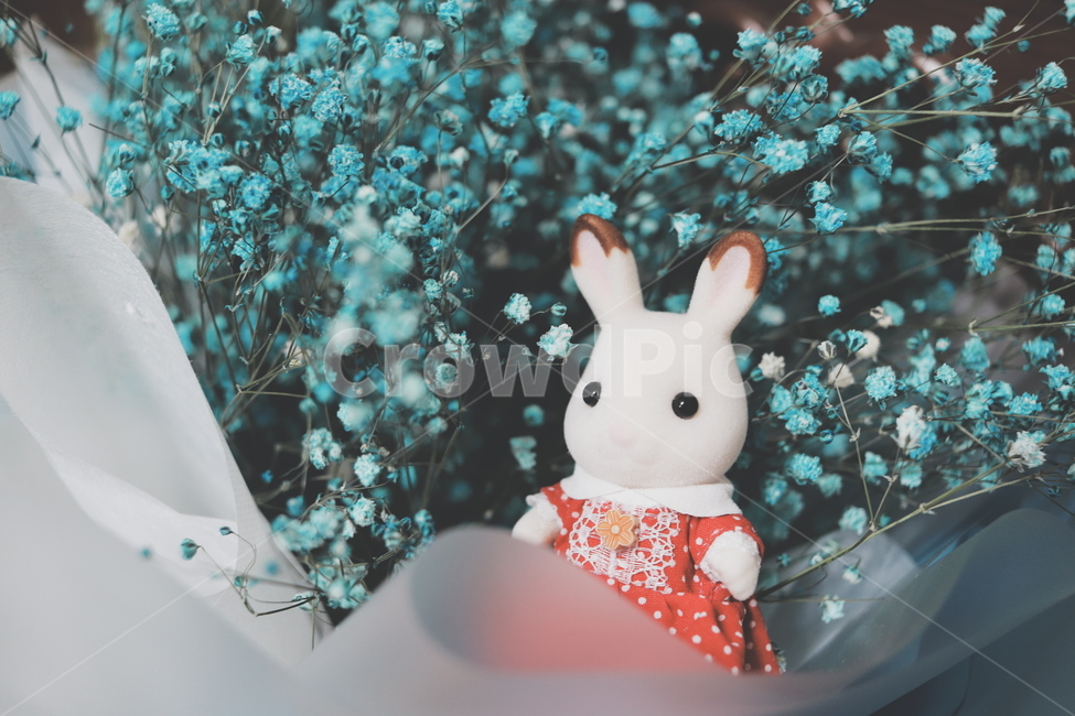 토끼,인형,꽃,귀여움,필카,식물,자연,plants,nature,꽃,flower,기념일,축하,anniversary,congratulation,celebrate,celebration,감성,sensible,feeling,사물,물건,오브젝트,thing,object,matter