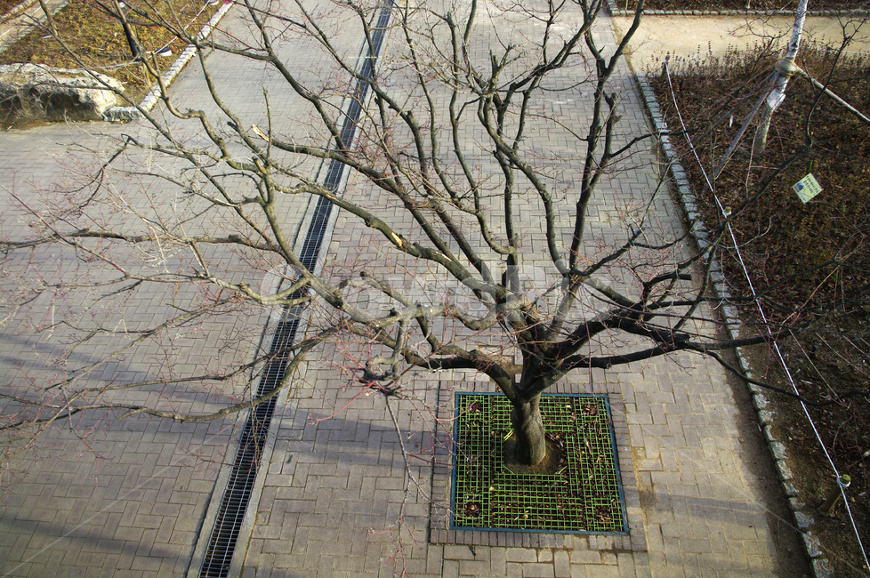 겨울,나무,공원,식물,plant,식물,자연,plants,nature,나무,trees,wood