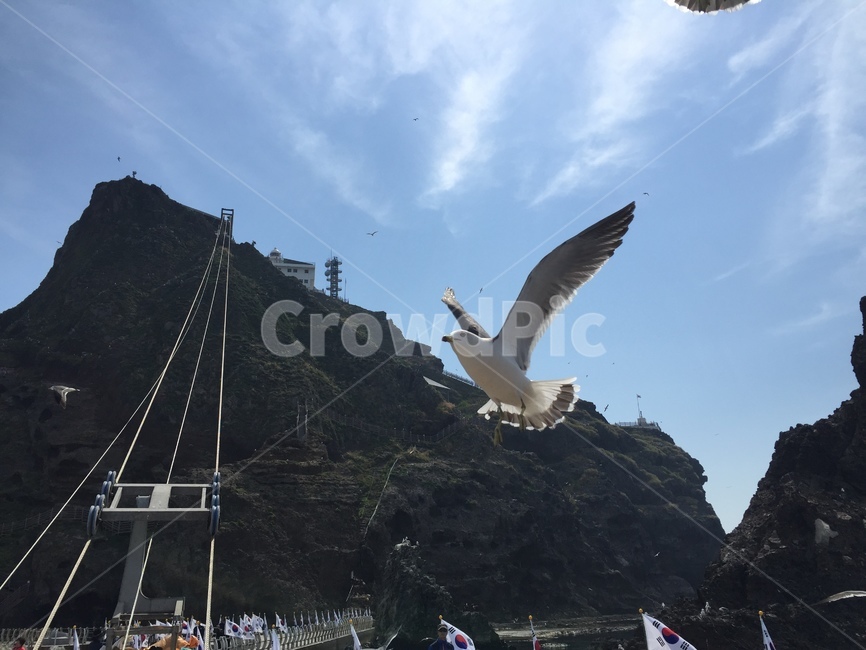 독도,괭이갈매기,섬,자연,dokdo,nature,island