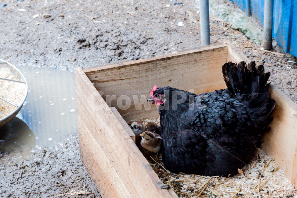 닭,오골계,병아리,모성,양계,조류,동물,동물,animal,조류,새,birds