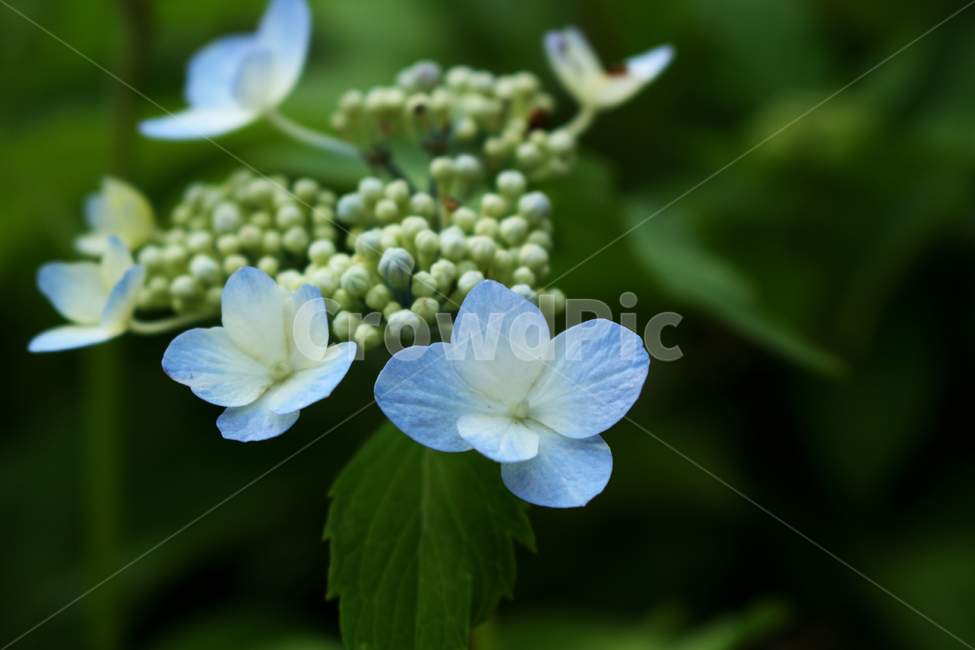 plant,leaf,flower,나뭇잎,식물,꽃,식물,자연,plants,nature,꽃,flower