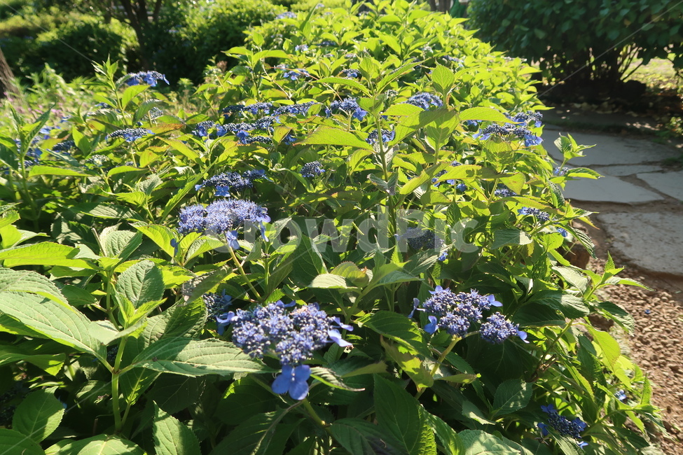 plant,flower,꽃,공원,봄,봄꽃,봄날,햇빛,풀,가든,park,spring,springflower,초록,보라,sunny,garden,green,purple,식물,blossom