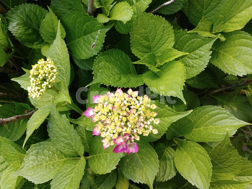 수국,장미목,범의귀과,낙엽관목,쌍떡잎식물,자양화,식물,팔선화,수구,용구화