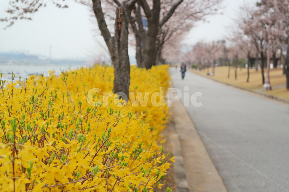 개나리,봄꽃,꽃,봄,공원,봄나들이,꽃놀이,꽃구경,꽃길,노란꽃,노란색,yellow,flower
