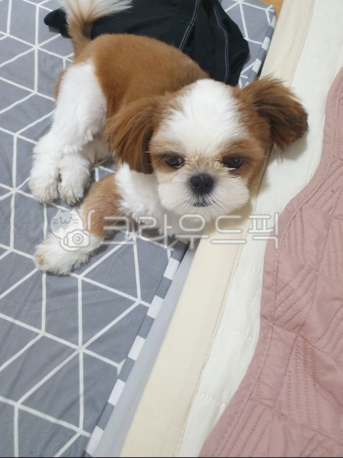 귀여운강아지,귀여운시츄,귀여운댕댕이,강아지,dog,puppy,pet,애완동물