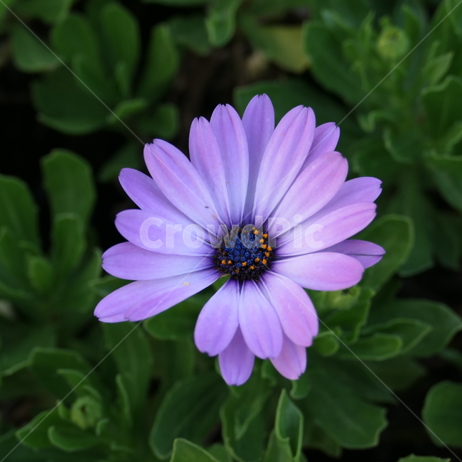 꽃,예쁨,아름다움,flower,보라색,purple,beautiful,blossom,plant,식물,자연,plants,nature,꽃,flower