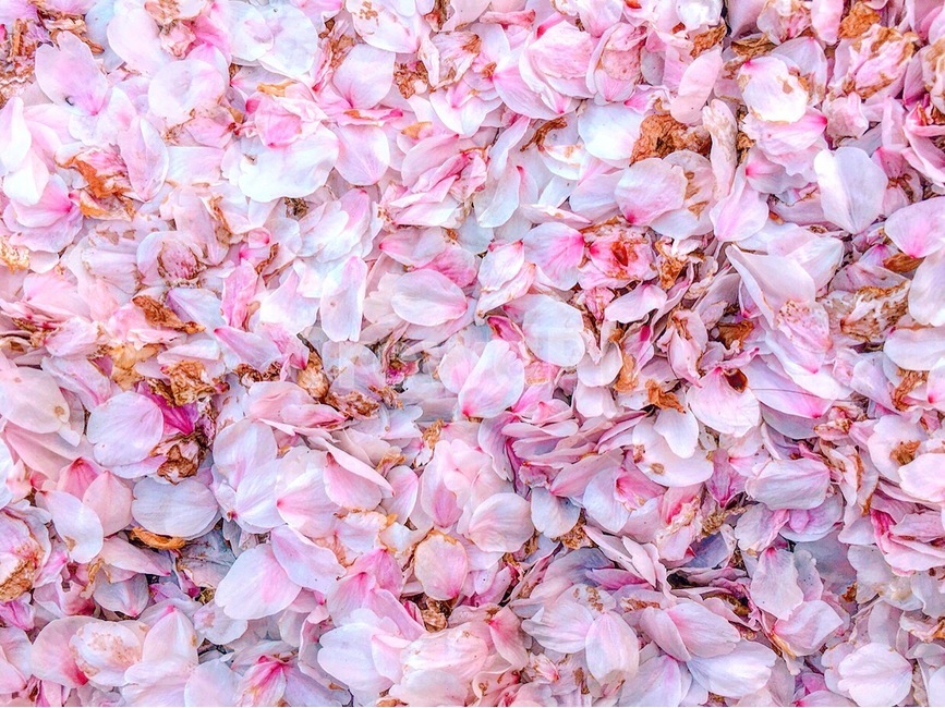 봄,벚꽃,spring,cherryblosson,flower,꽃,봄,계절,spring,season,꽃,flower,blossom,petal,꽃잎,plant,식물