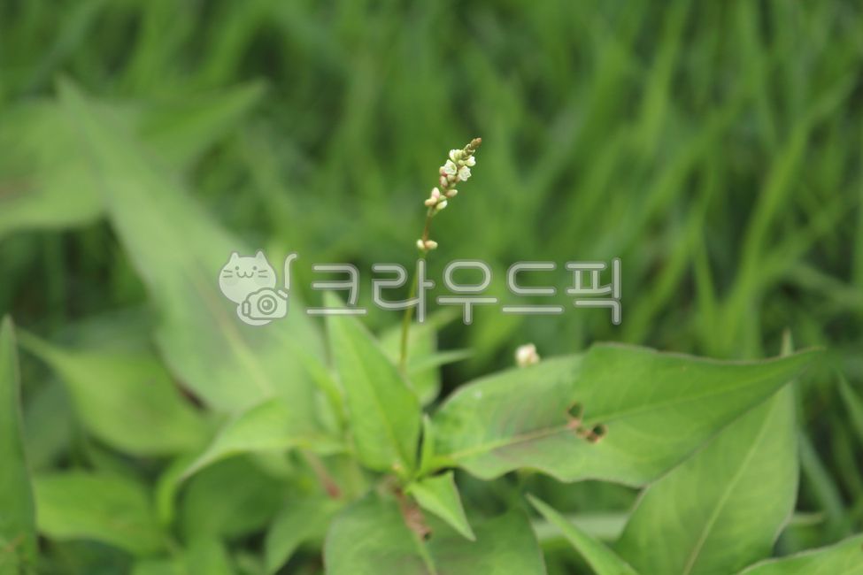 식물,꽃,잎,plant,flower,leaf,여뀌,개여뀌,식물,자연,plants,nature