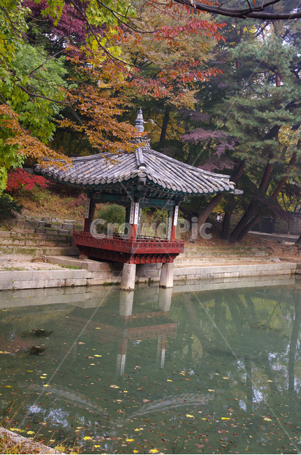 창덕궁,창덕궁후원,애련지,애련정,고궁,건축,전통건축,traditional,전통,가을,fall,나무,식물,plant,단풍,가을,계절,fall,autumn,season,한국전통,한국문화,korean traditional,korean culture,건축물,건물외관,exterior,building,structure,architecture,construction