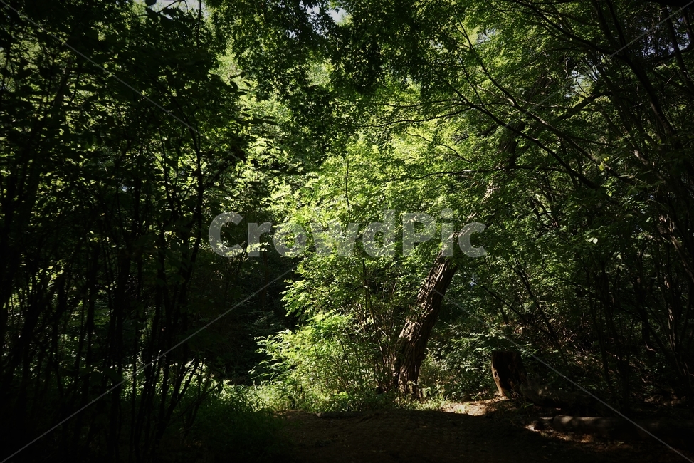 숲,자락길,나무,초록,신록,자연,woods,nature,green,cool,summer,walkaway,힐링,휴식,시원함,고요함,healing,relaxation,calm,forestbathing,freshness,자연,풍경,nature,landscape,tree,plant,식물,vegetation,초목,tree trunk,나무 줄기