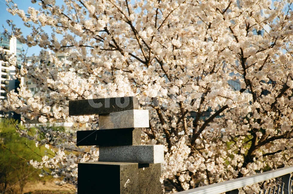 꽃,봄,flower,봄꽃,필름,4월,봄,계절,spring,season,plant,식물,blossom