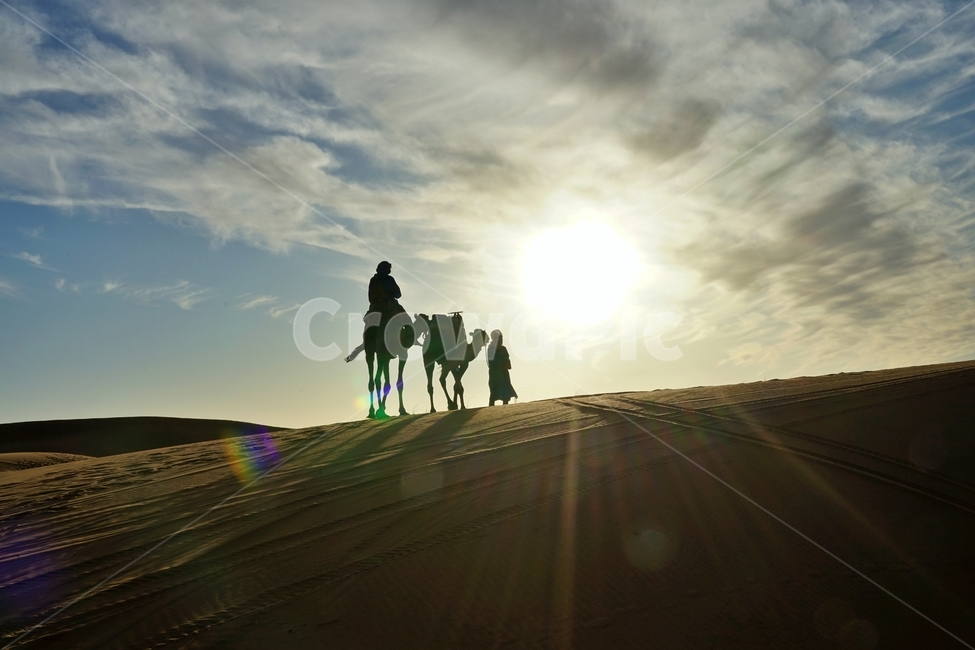 사막,desert,사하라사막,saharadesert,낙타,camel,그림자,shadow,일몰,선셋,sunset,붉은색,red,nature,자연,outdoors,옥외,sand,모래,dune,모래언덕,sunlight,빛