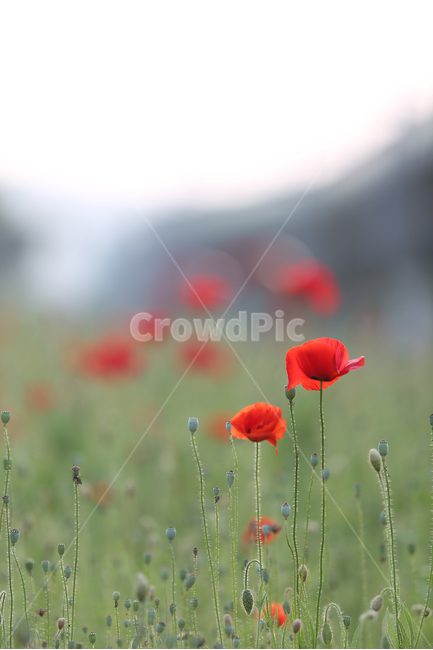 꽃,꽃양귀비,양귀비,빨강,고잔역,flower,red,fieldpoppy,식물,자연,plants,nature,꽃,flower