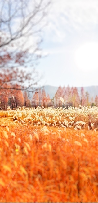 한국자연경관,갈대,가을,갈대밭,fall,가을,계절,fall,autumn,season,자연,풍경,nature,landscape,plant,식물