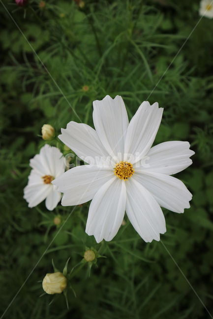 plant,식물,코스모스,가을,꽃,flower,가을,계절,fall,autumn,season,식물,자연,plants,nature,꽃,flower,blossom,daisy,데이지,daisies