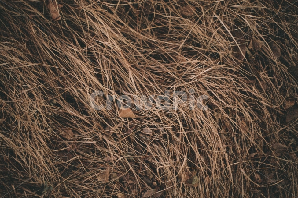 마른잔디,겨울잔디,겨울,잔디,마른,감성,fm2,필름사진,필름,식물,자연,plants,nature,감성,sensible,feeling