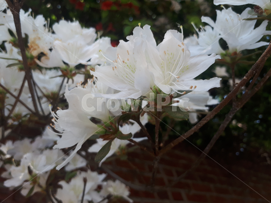 흰꽃,흰색,꽃,하얀색꽃,꽃나무,식물,자연,plants,nature,꽃,flower