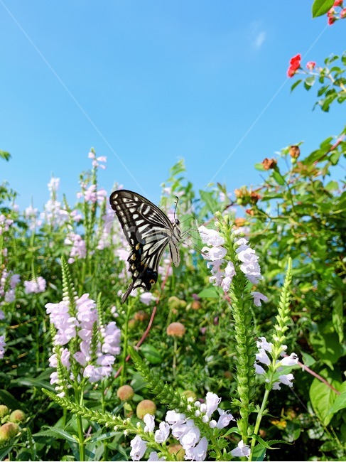 tigerswallowtail,swallowtail,호랑나비,나비,자연,여름