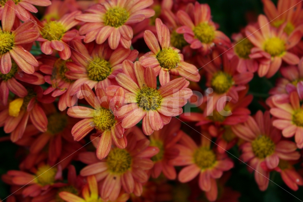 꽃,감성사진,풍경사진,풍경,자연,색감,감성,가을,가을꽃,flower,red,autumn,fall,보라색,햇빛,빛,식물,자연,plants,nature,꽃,flower