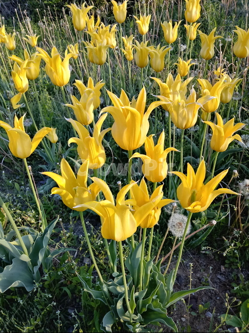 튤립,tulip,백합과,식물,꽃,구근초,여러해살이화초