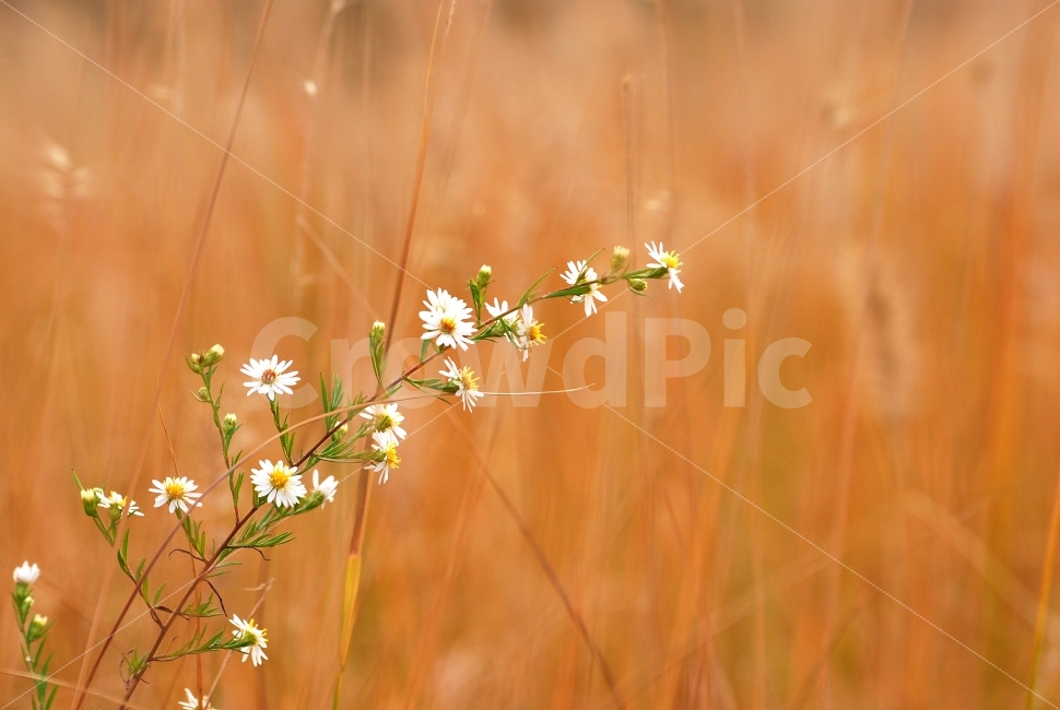 가을,야생화,들꽃,배경흐림,아웃포커스,시즌,계절,늦가을,leaf,season,시안,디자인,디자이너,출판,편집,책자,서적,사보,카다로그,콘텐츠,리플렛,브로셔,컨셉,콘셉,컨셉트,모바일,팝업,전단,광고,색감,아름다운,뷰티풀,beautiful,sns,ebook,웹,마케팅,마켓팅,감성,필,느낌,서정,나뭇잎,바람,autumn,fall,red,color,emotion,feeling,11월,10월,그림같은,배경,바탕,백그라운드,background,클로즈업,접사,가을꽃,하얀꽃,색상,야외,미국쑥부쟁이,식물,자연,plants,nature,꽃,flower,감성,sensible,feeling