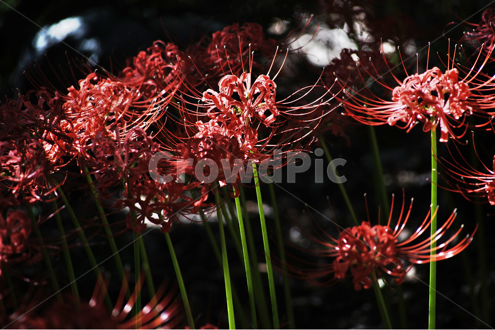 꽃무릇,상사화류,석산,독무릇,산오독,산두초,redspiderlily,가을,빨간꽃,수선화과,식물,꽃꽂이용,화단용,식물,자연,plants,nature,꽃,flower