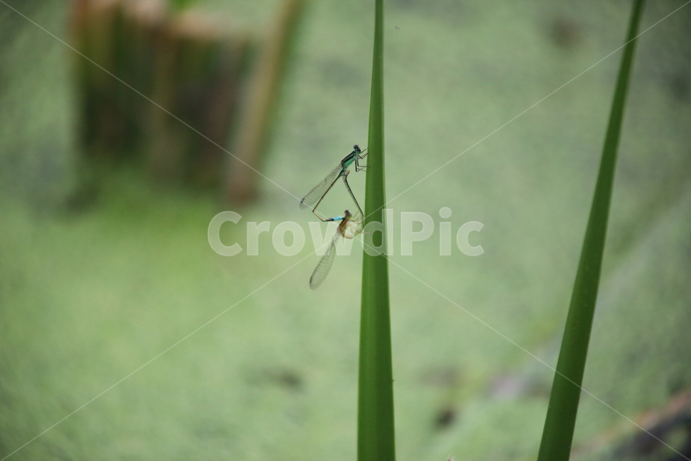 실잠자리,잠자리,곤충,동물,damselfly
