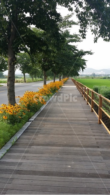 산책로,bridge,다리,꽃,인도,경주,자연,풍경,nature,landscape,boardwalk,building,건물