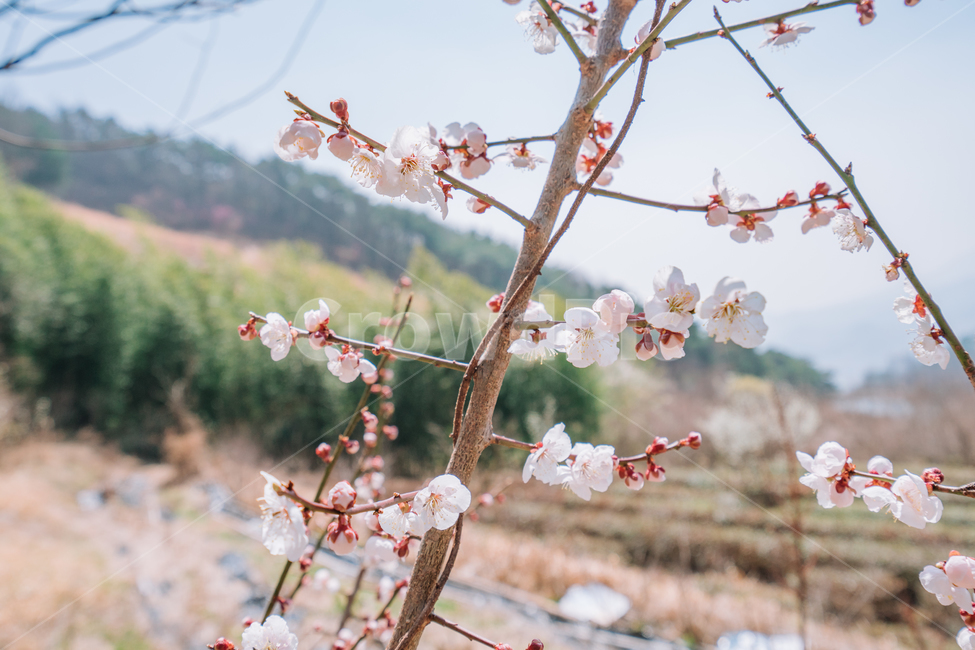매화,홍매화,꽃,봄,계절,봄꽃,매화나무,자연,풍경,봄,계절,spring,season,식물,자연,plants,nature,꽃,flower,감성,sensible,feeling,plant,blossom