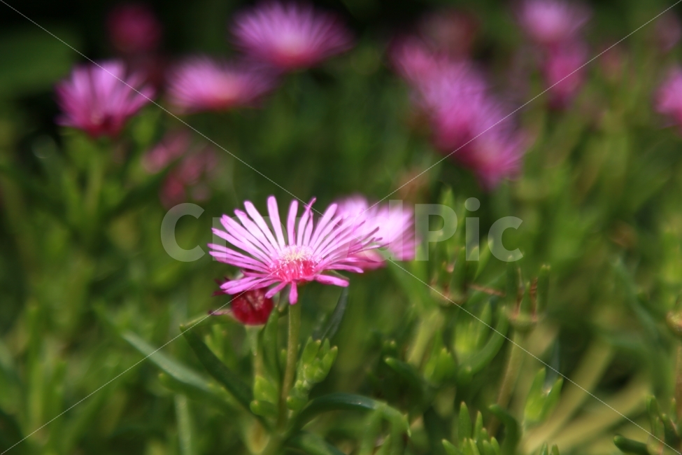 꽃,자연,접사,분홍,서울,식물,자연,plants,nature,꽃,flower