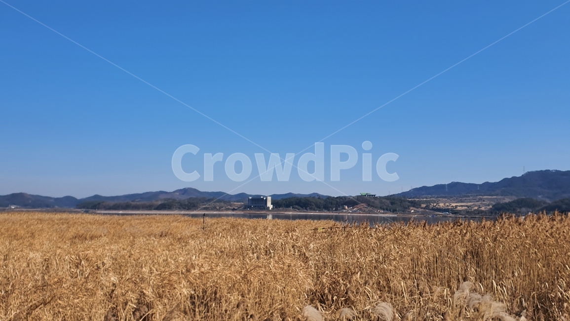 식물,plant,갈대,가을,풍경,자연,풍경,nature,landscape