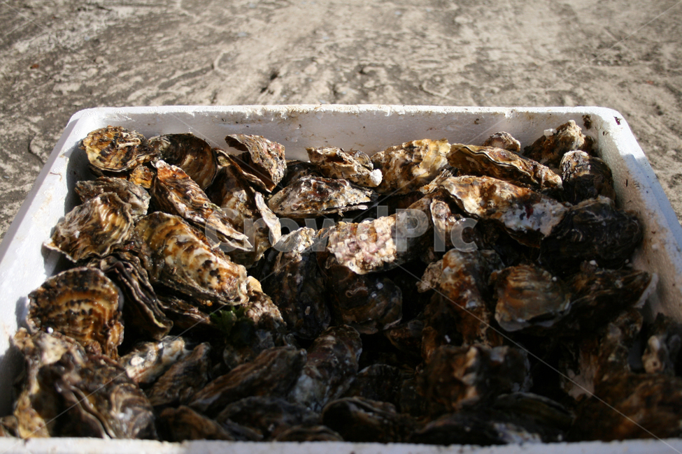 석화,굴,음식,어패류,oyster,음식,식재료,요리,food,cook,meal,dishes,food reserves,수산물,해산물,fishery products,seafood
