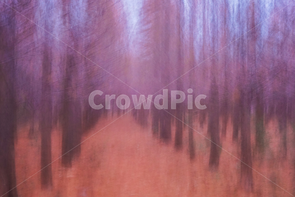 겨울,나무,숲,계절,메타세콰이어,이중촬영,다중노출,겨울,계절,winter,season,자연,풍경,nature,landscape
