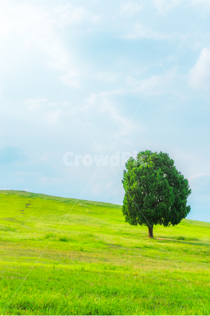 나무,한그루,들판,언덕,초록,풍경,나홀로,tree,one,alone,single,green,grass,잔디,hill,field,landscape,seasonal,계절,여름,summer,자연,풍경,nature,landscape,식물,plants,나무,trees,wood,plant,outdoors,옥외,들,grassland,목초지