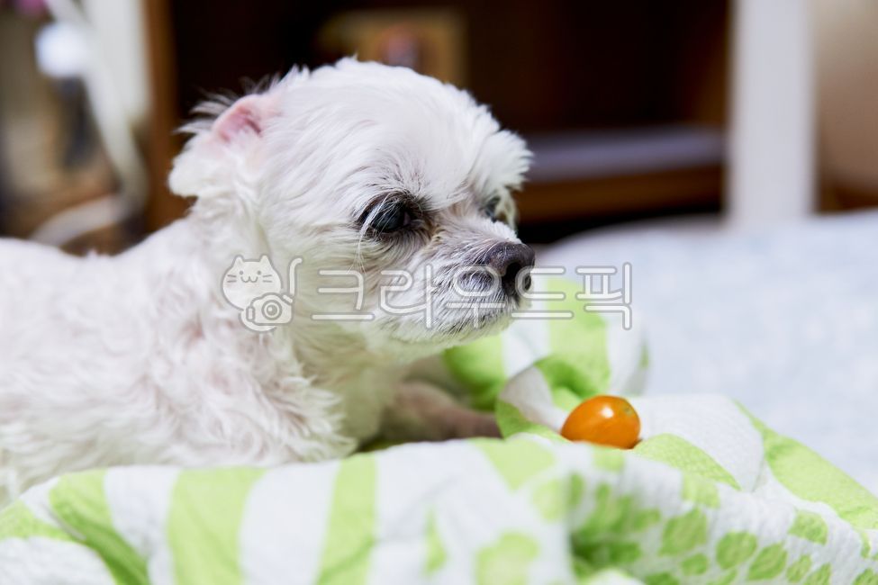 개,강아지,댕댕이,애완견,반려견,애완동물,반려동물,동물,pet,animal,dog,말티즈,마르티즈,말티스,마르티스