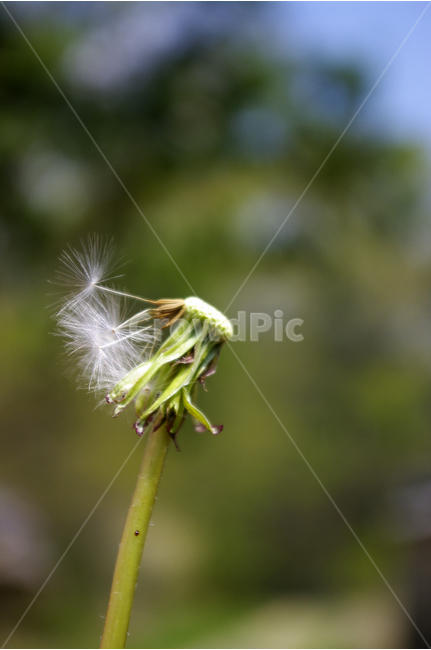 민들레홀씨,홀씨,꽃,봄,봄날,봄풍경,봄꽃,감성,spring,flower,봄길,산책,봄나들이,식물,봄,계절,spring,season,식물,자연,plants,nature,꽃,flower,plant
