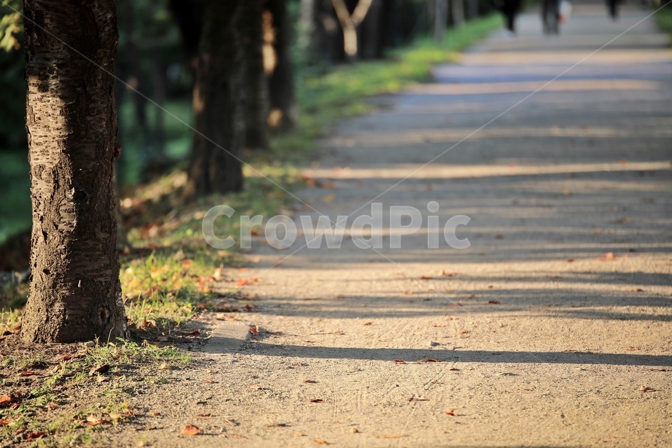 산책로,나무,그림자,trail,tree,shadow,가을,계절,fall,autumn,season,자연,풍경,nature,landscape