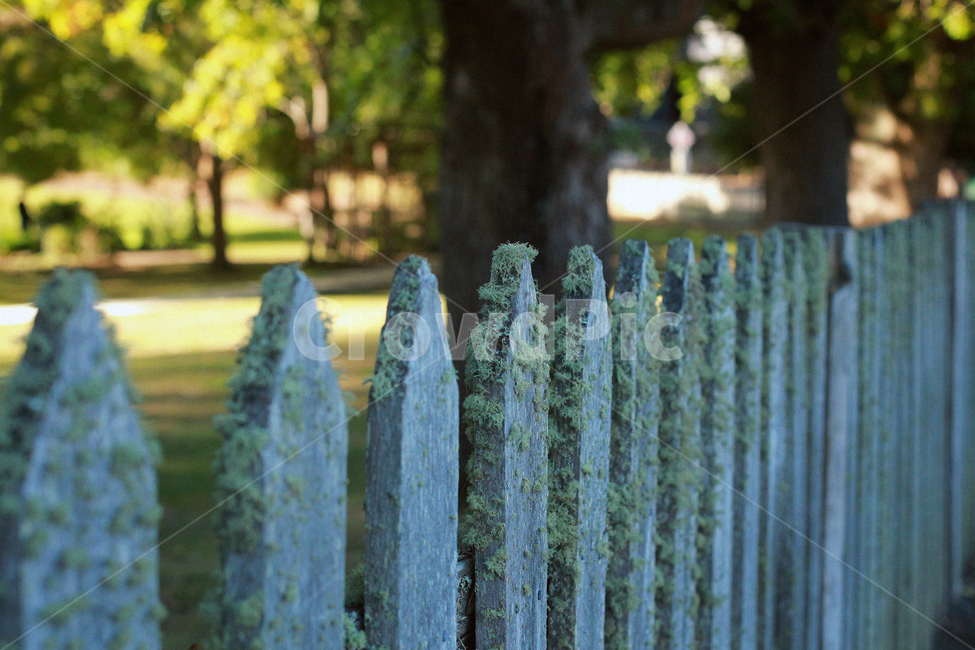 울타리,fence,나무울타리,이끼,펜스